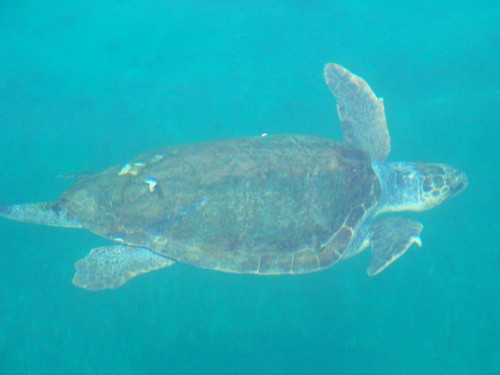 100_1571_tortue.jpg