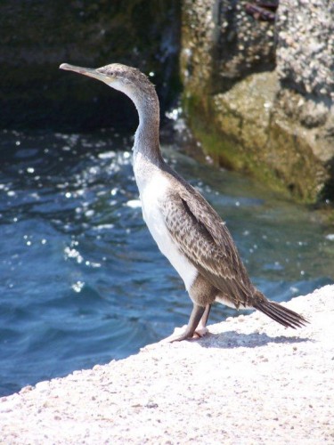 100_3805_cormoran.jpg