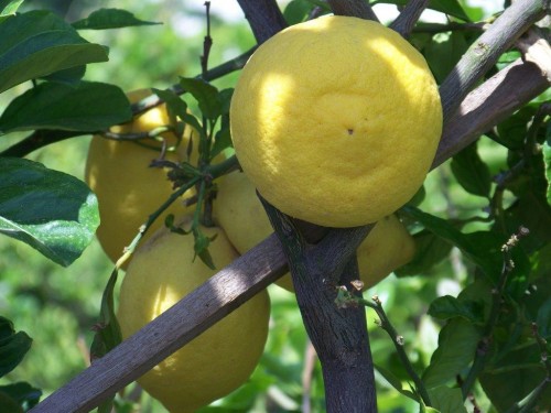 100_6972_citrons.jpg