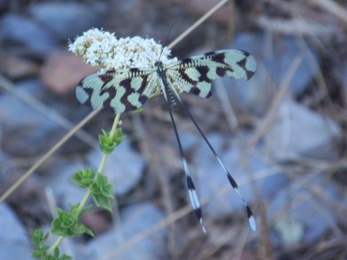 100_7244_papillon.jpg