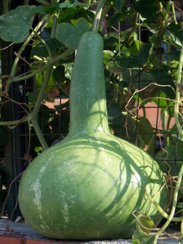 100_9200_courge.jpg