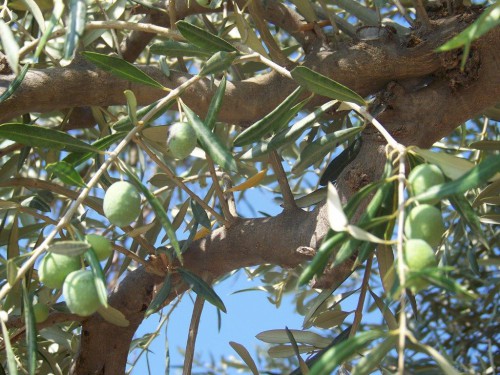 100_9220_olives.jpg