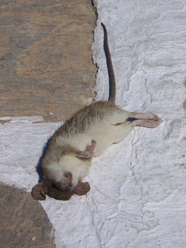 100_9734_rat.jpg