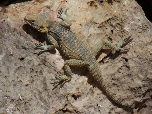 100_8735_lézard.jpg