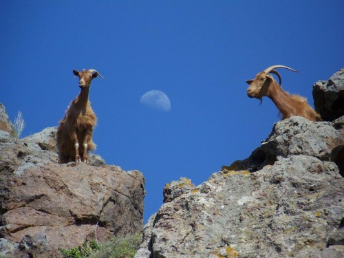 100_6913_chèvre et Lune.jpg