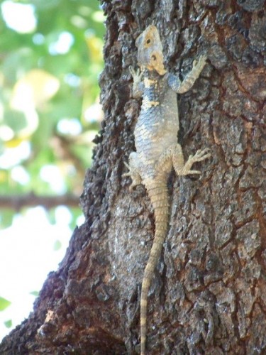 100_8024_lézard.jpg