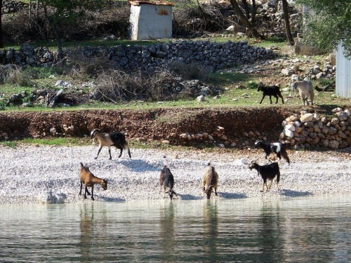 100_9151_des chèvres qui boivent l'eau de mer.jpg