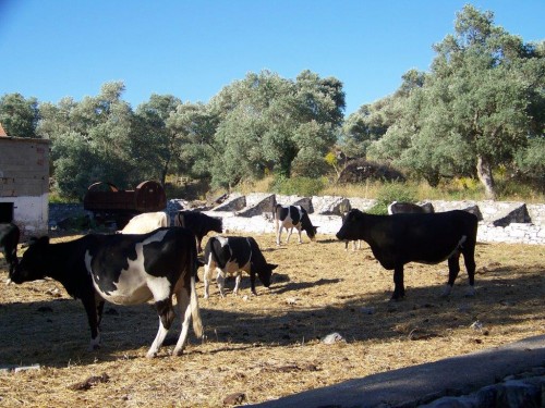 100_7210_vaches Normandes.jpg