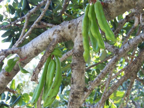 100_1342_Mais quel est cet arbre.jpg