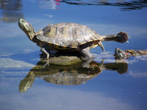 100_9828_tortue d'eau.jpg