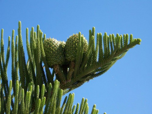 100_2153_Fruits Araucaria.jpg