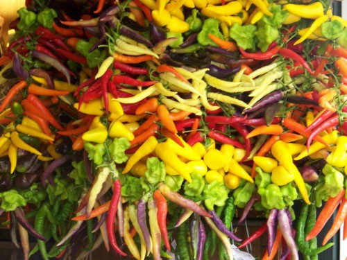 100_2506_Couleurs des piments.jpg