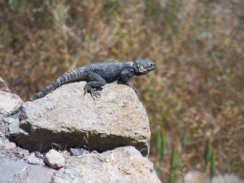 100_1667_gros lézard.jpg