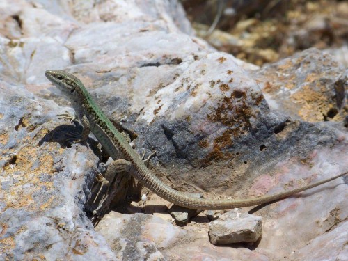 100_2648_lézard.jpg