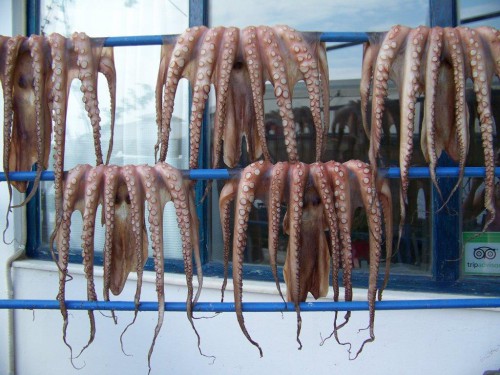 100_1364_Octopus.jpg