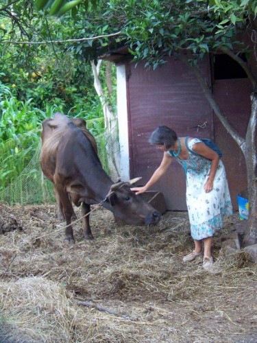 100_7436_la vache de Moustapha.jpg