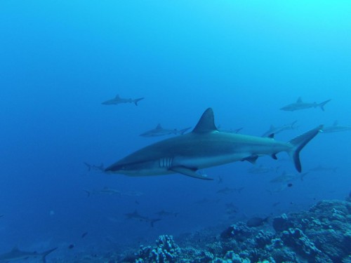 GOPR0039_1280x960.jpg