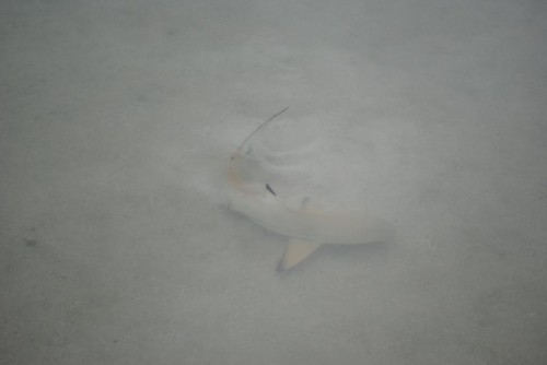 DSC_1323_1024x685.jpg
