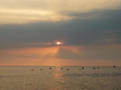 P1030839_800x600.jpg