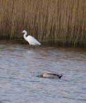 Aigrette.JPG