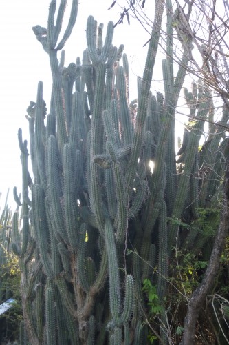 2 isla caya dos muertos cactus.JPG