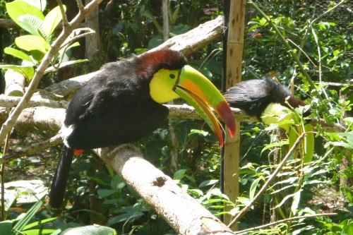 zoo belize toucan.JPG