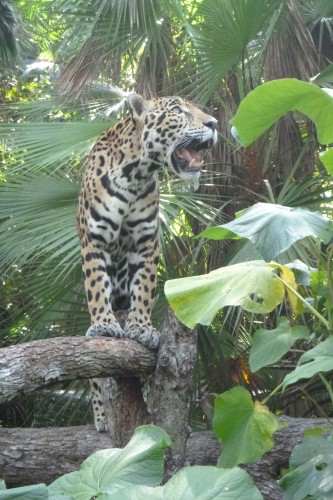 zoo belize leopard.JPG