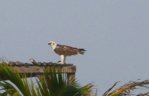 glover long cay osprey (2).JPG