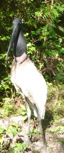 zoo belize cigogne à goitre.JPG