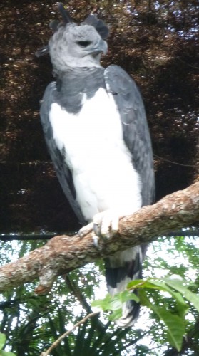 zoo belize aigle harpie femelle (4).JPG