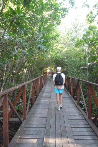 Cuba cayo de levisa la passerelle dans la mangrove.JPG