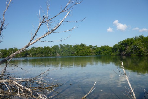 Cuba cayo de levisa cimetière à palétuviers et mangrove.JPG