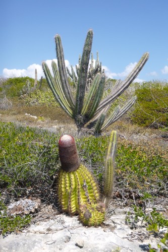 1guanica meseta.JPG