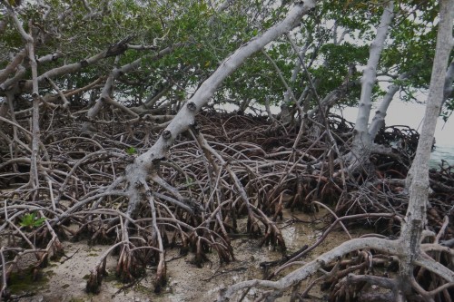 bread and butter mangrove.JPG