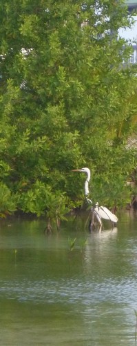 st georges heron blanc.JPG