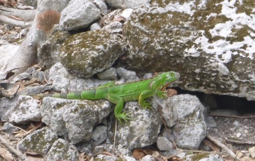 cozumel san gervasio iguane vert.JPG