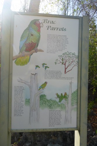 brac parrots affiche.JPG