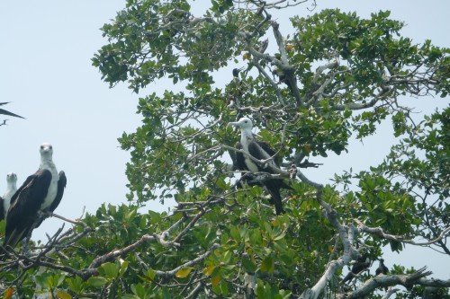 bahia ascension mangrove à frégates (2).JPG