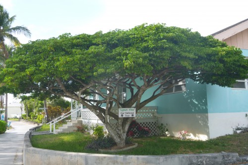 P1070279bahamas Abacos man o war arbre emblème des bahamas.JPG