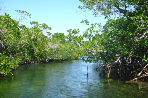 Cuba mouillage Playuelas chenal dans la mangrove.JPG