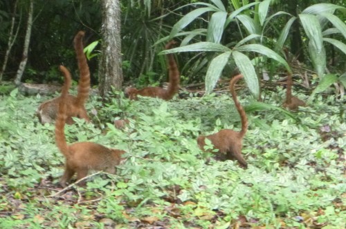 tikal coati.JPG