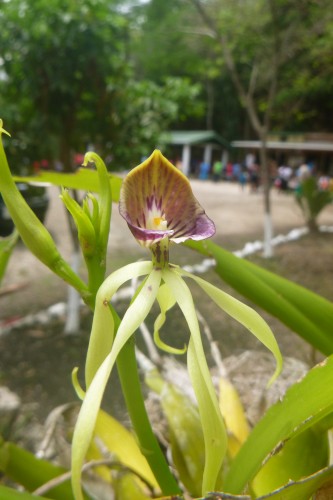 xunantunich orchidée.JPG