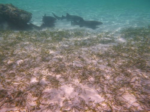 caulker caye requins.JPG