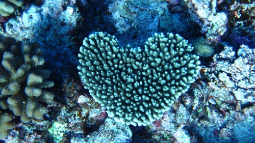 coeur de corail.jpg