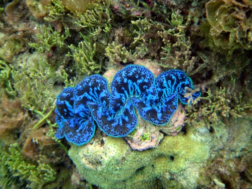 tridacna maxima   (14).JPG