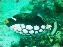 pic-sipadan-clown-triggerfish.jpg