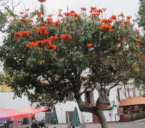 madère,porto-santo,funchal