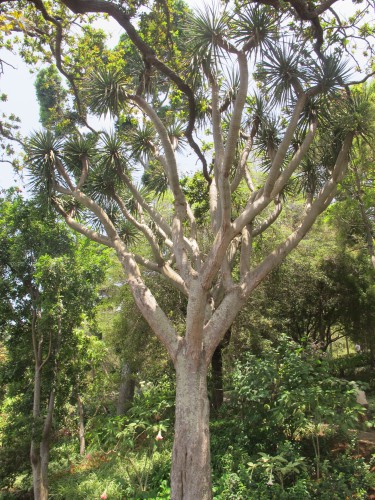 madère,porto-santo,funchal