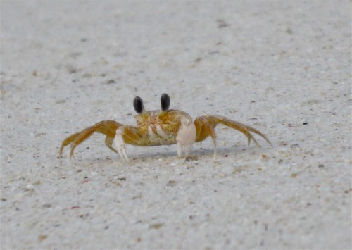 crabe-photo NATMERLE.jpg