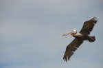 DSC_9463.JPG